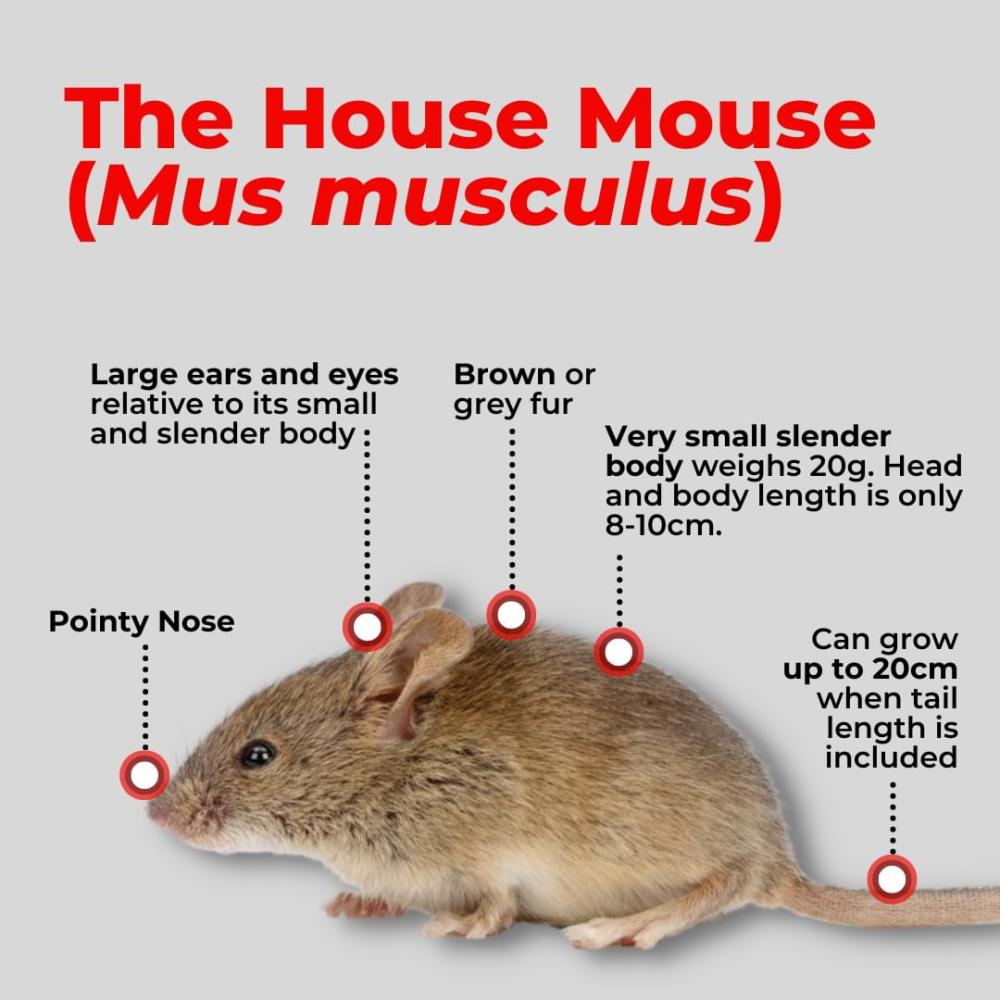 House Mouse Identification and Characteristsics