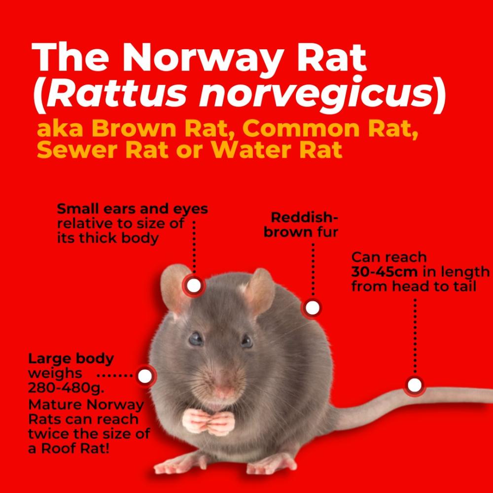 Norway rat identification and characteristics
