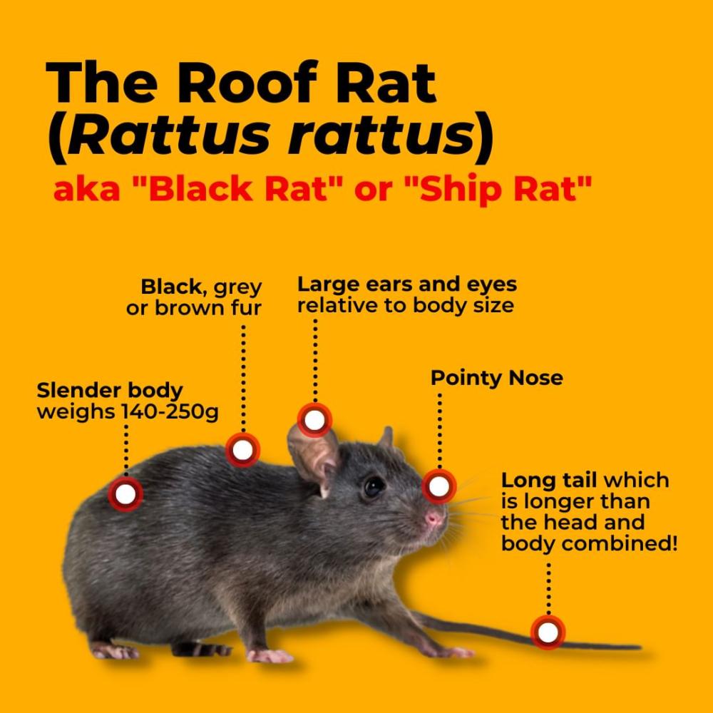 Roof rat identification and characteristics