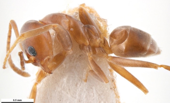 Close up of an Argentine ant