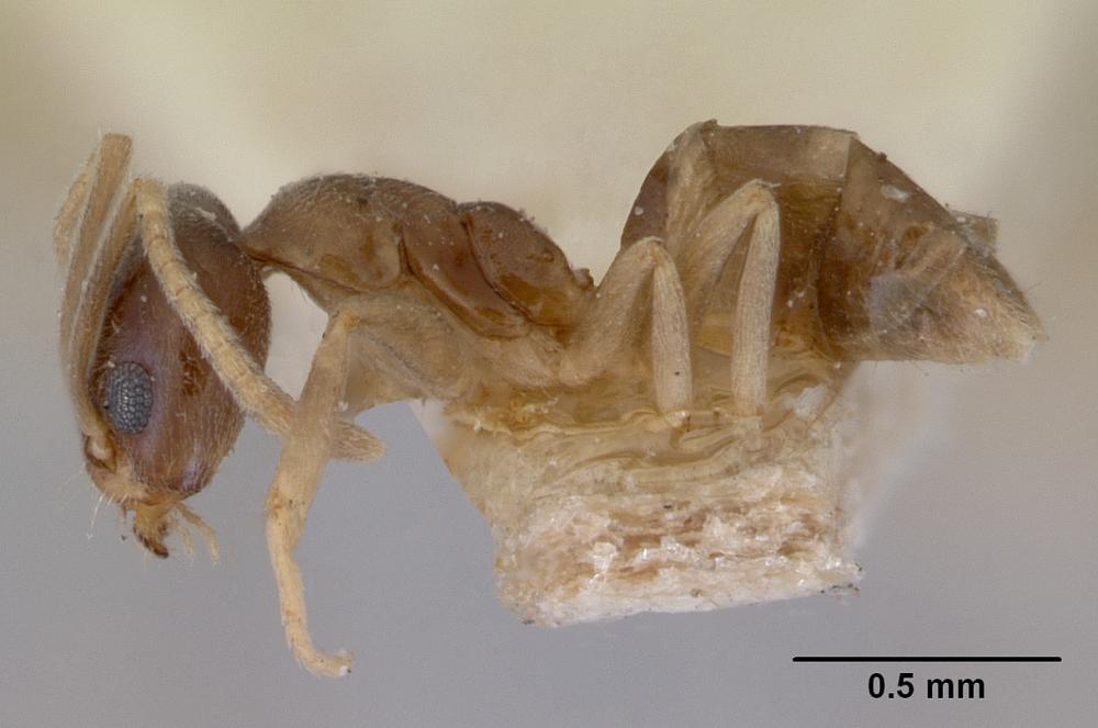 Close up of brown house ant