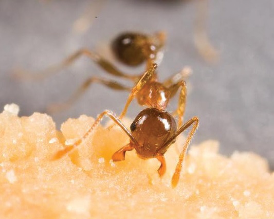 Coastal Brown Ant Feeding