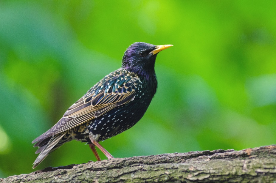 Starling sitting on a tree branch