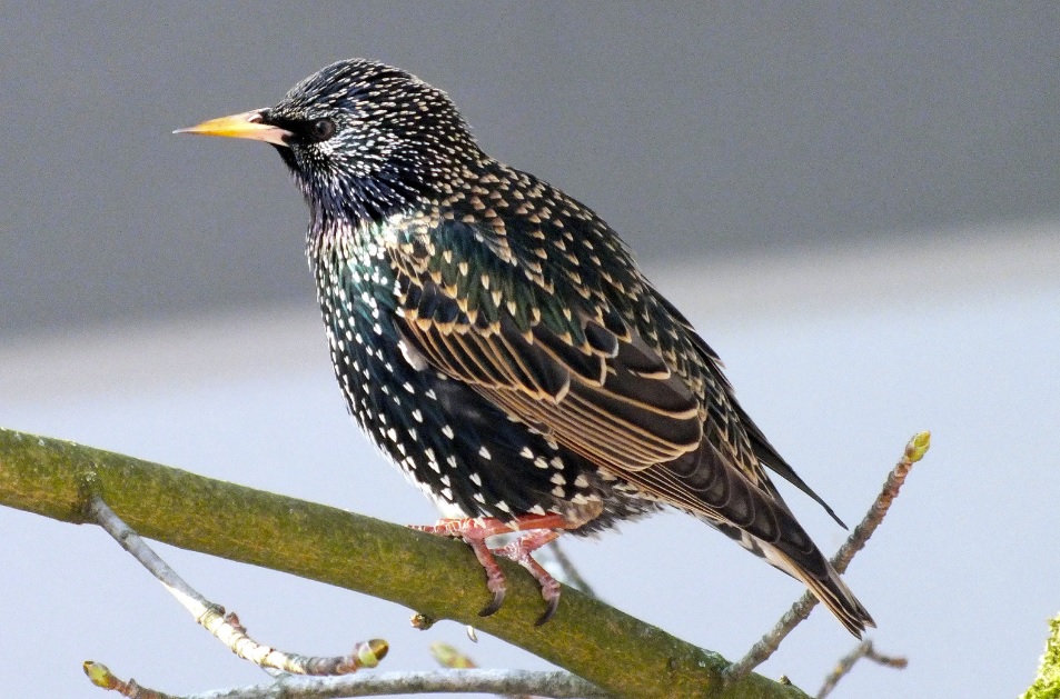 Starlings with markings