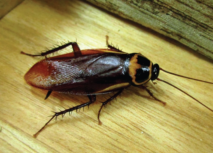 Australian Cockroaches 