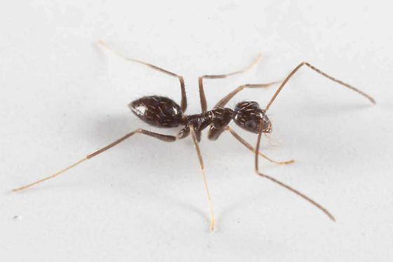 Crazy Ant/Hairy Ant