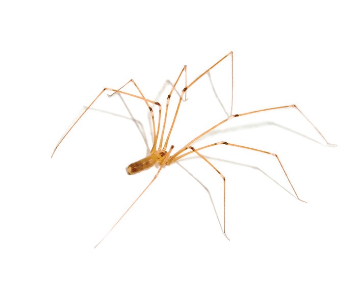 Daddy-Long-Legs Spider