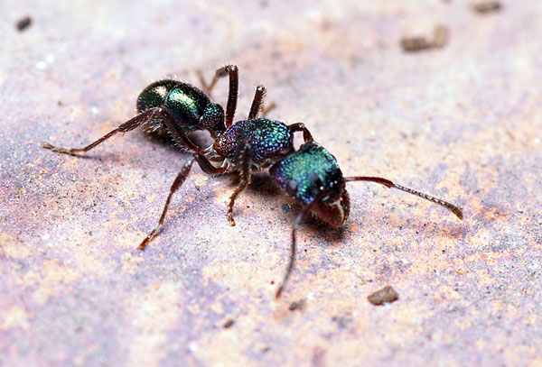 Green Headed Ant