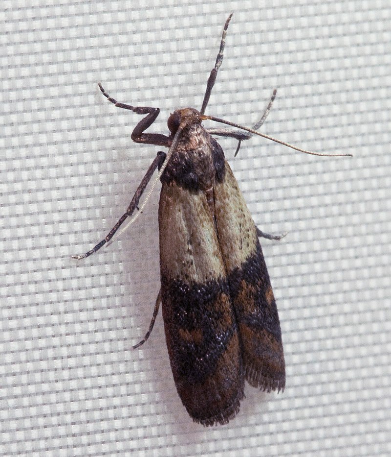 Indian Meal Moth/Pantry Moth