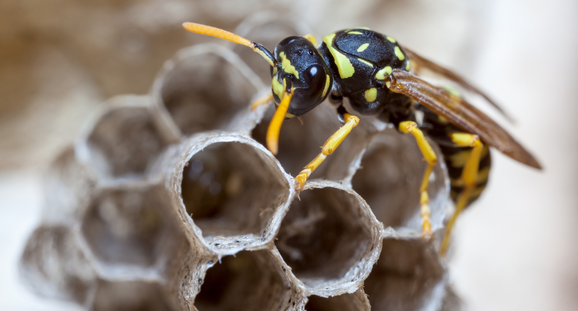 Papernest Wasps