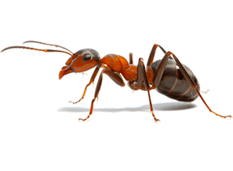 Pedicel Ant