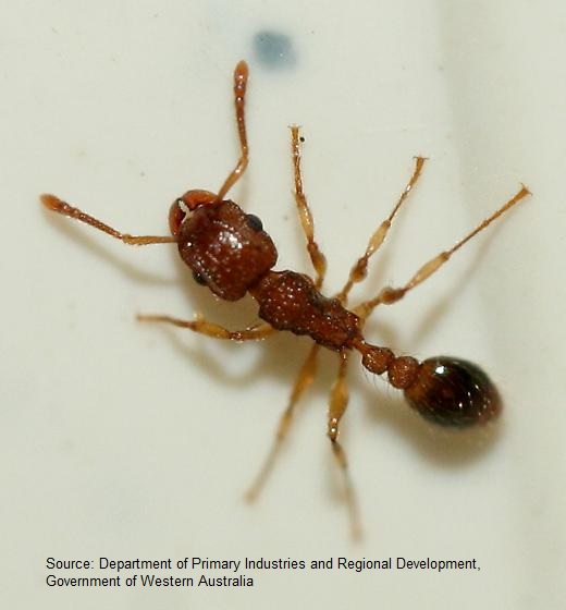 Pennant Ant