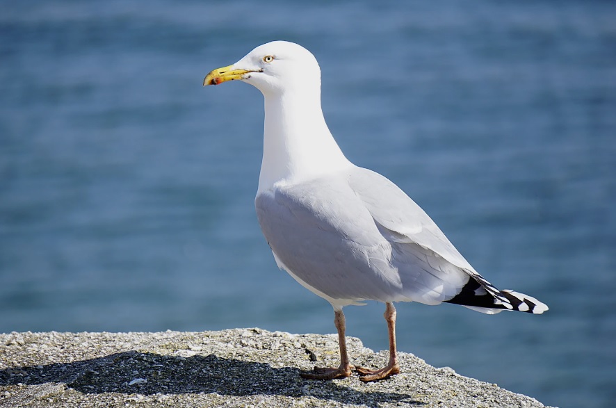 Gulls/Seagulls
