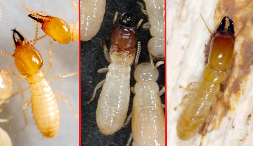 Difference between Subterranean, Drywood and Dampwood Termites