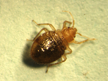 Tropical Bed Bug