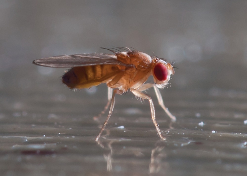 Fruit Fly / Vinegar Fly / Fermentation Fly