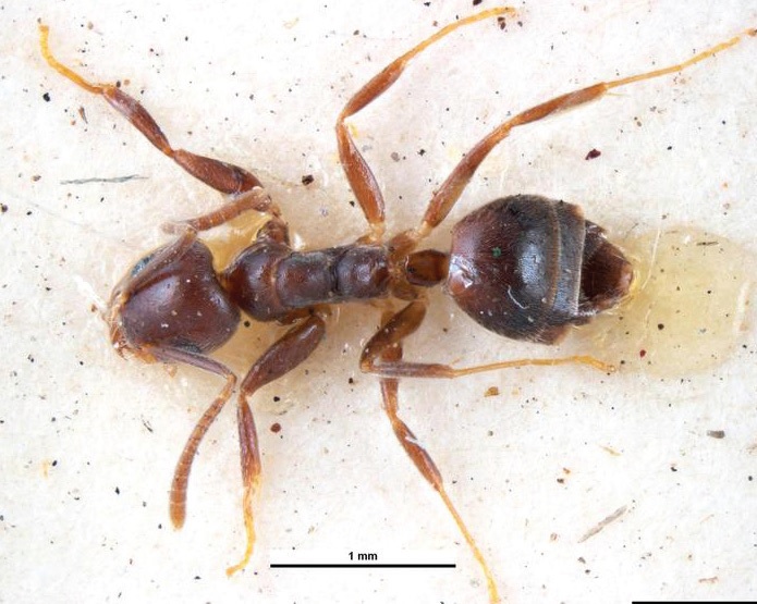 White Footed House Ants